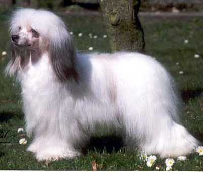 StripPoker's Dirty Dancer