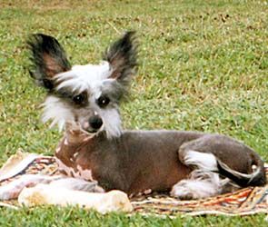 Oriental Jokes Beyoncé