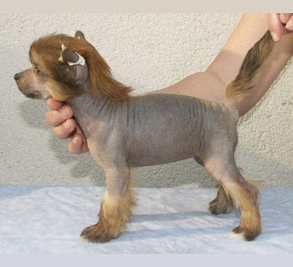 New Wave Madame Nicole de GabriTho