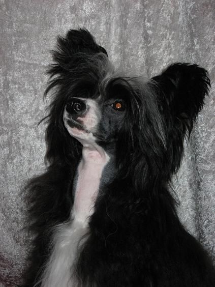 Pinky Twinky Angel Ballerina