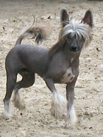 Fantomas Top Model De Rama