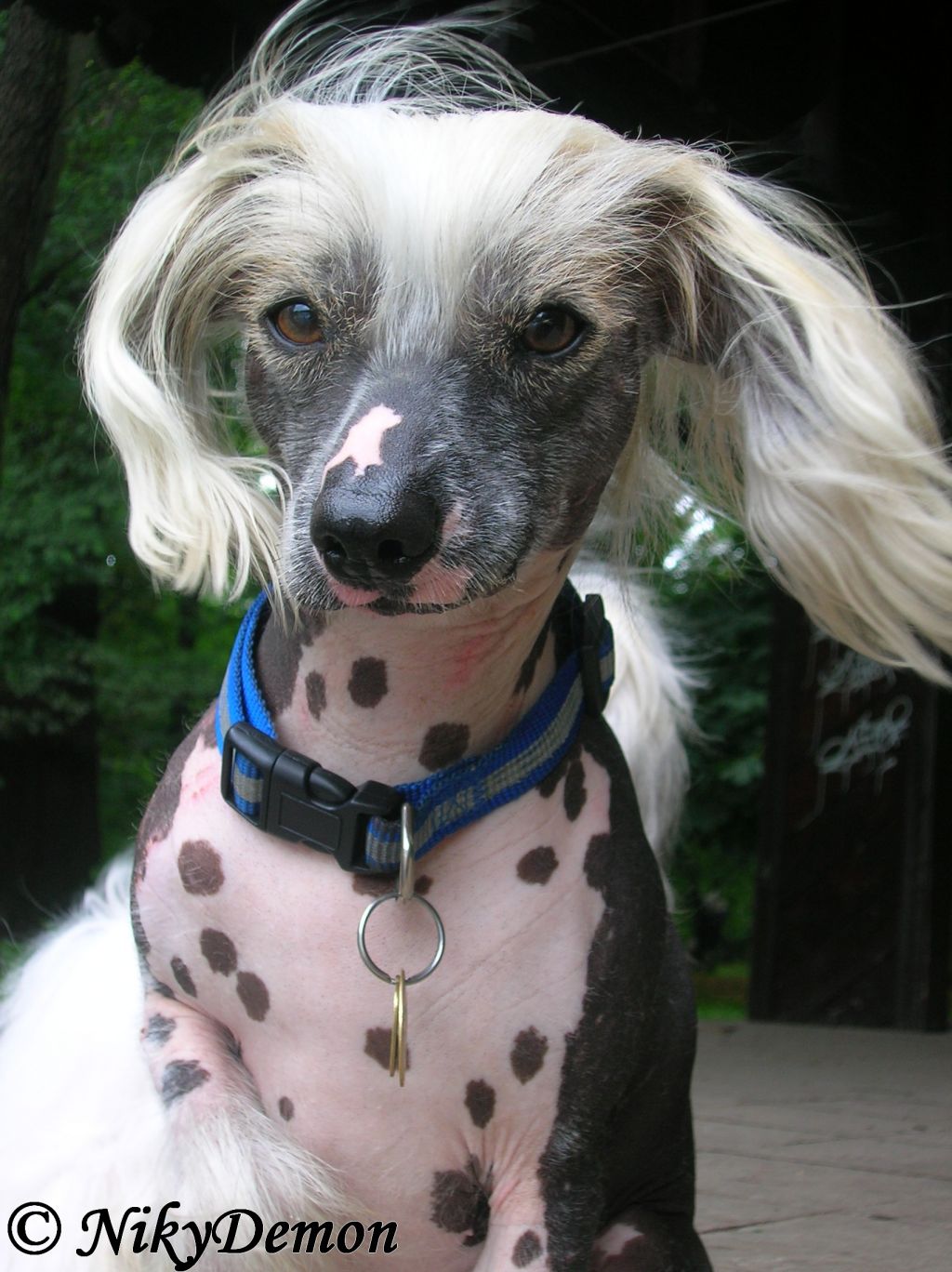 D'robbec Garden Roses