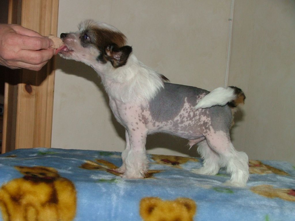 Sandfield's Matholwch