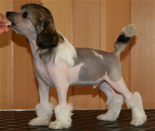 Chattanooga's Boo You Too