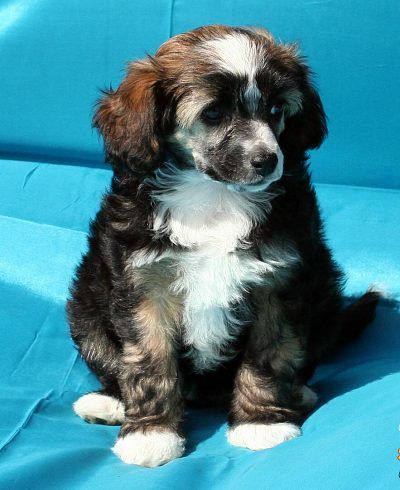 Chubby z Kamilova dvora