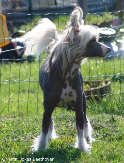 Oriental Jokes Beethoven