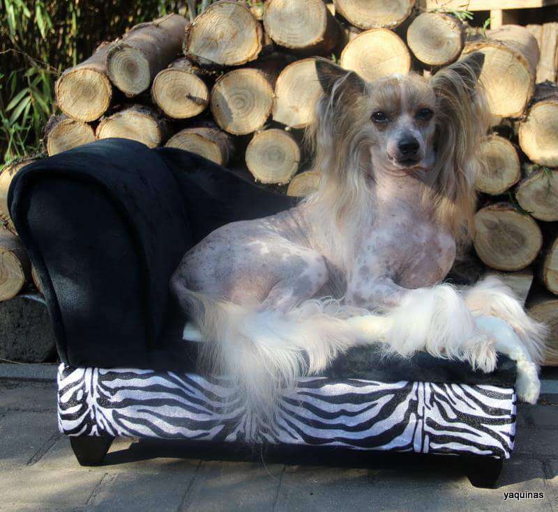 Oriental Jokes Best of Best For Solinos