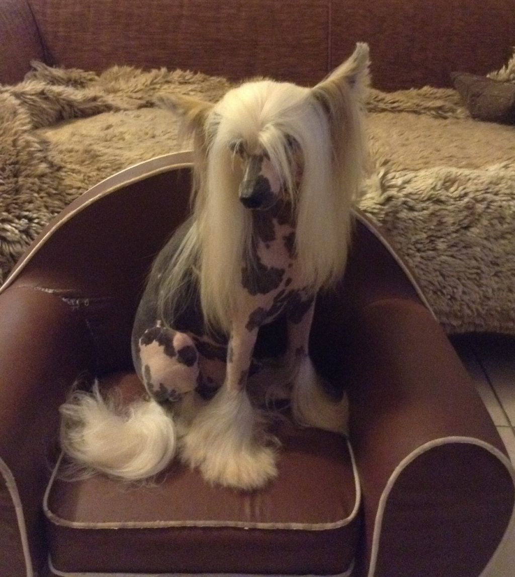 Oriental Jokes Best One - Elite A