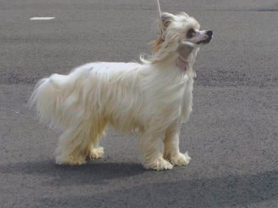 Oriental Jokes Best Star