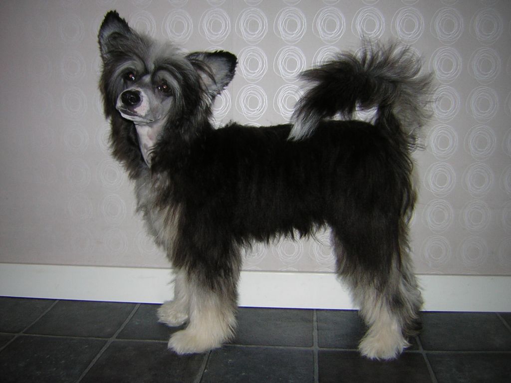 Fullibus Sheridans Orginal