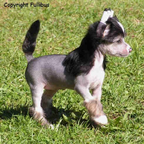 Fullibus Tequila Rose