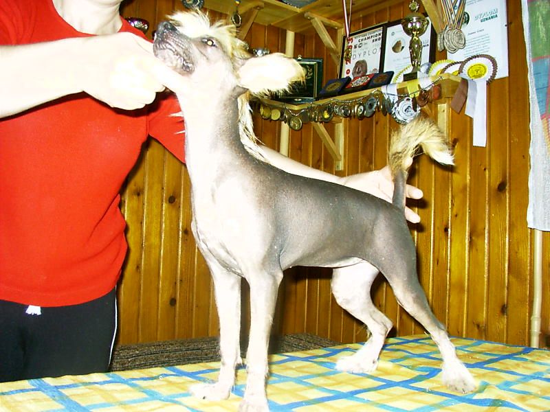 Igraszka  z Gangu Lysych