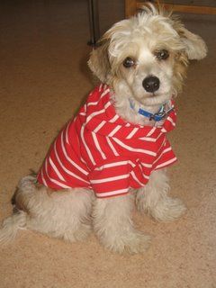 Gamla Bodens Mini Darwin