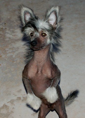 Shomars Design By Puffin