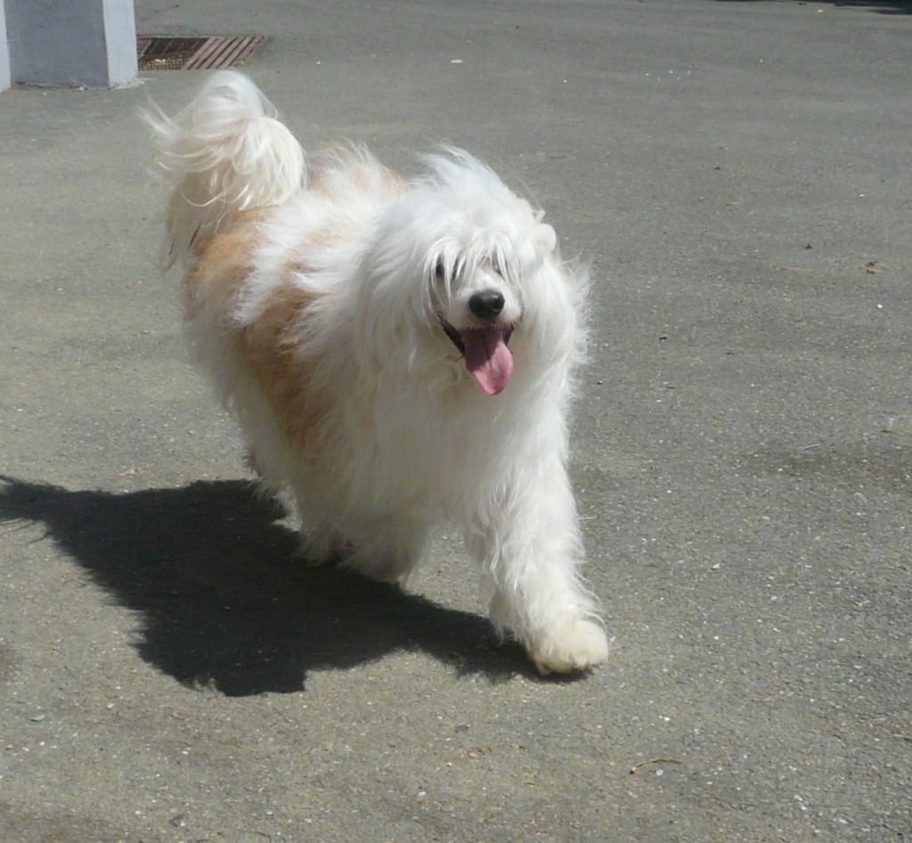 Liddyleaze Carbon Prince