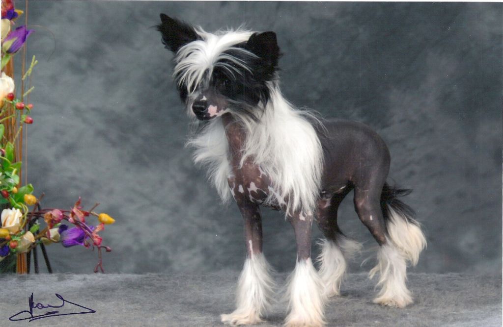 Frendor's  Applause for me