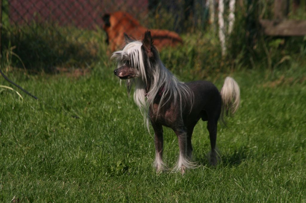 Frendor's Atalante Junior