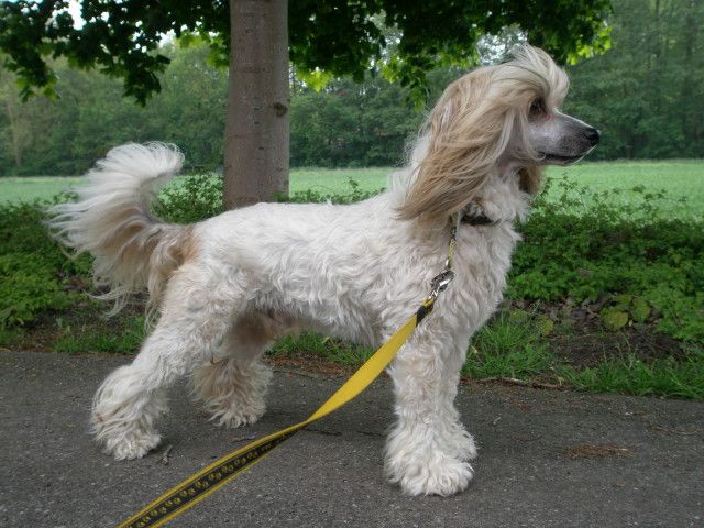 Amor Of The Queens Club