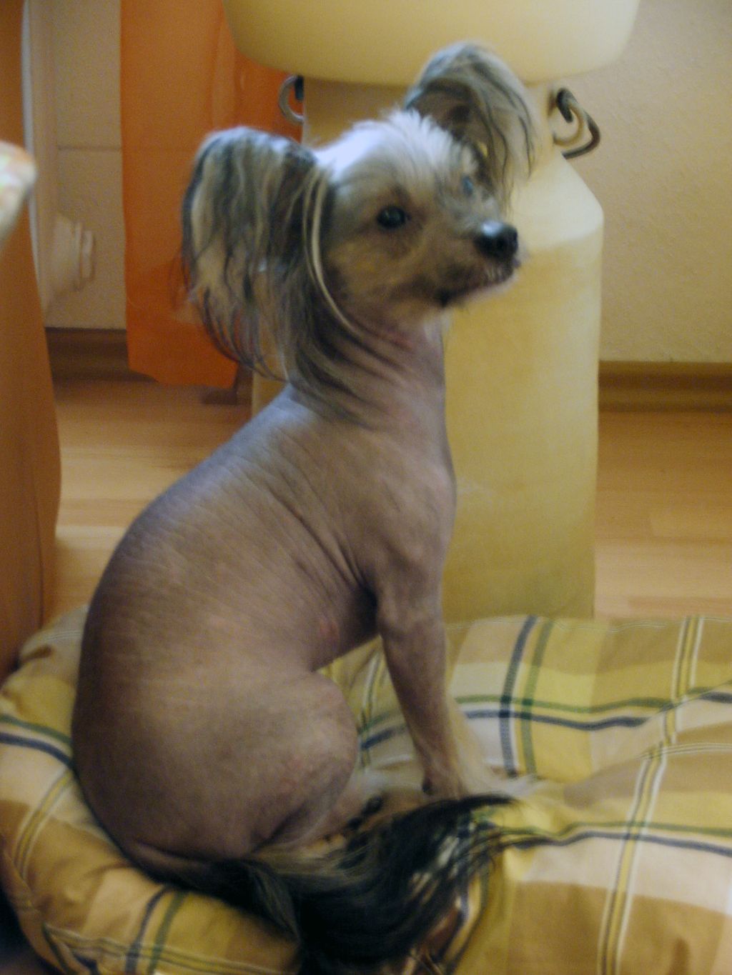 Blakkur von den Windpferden