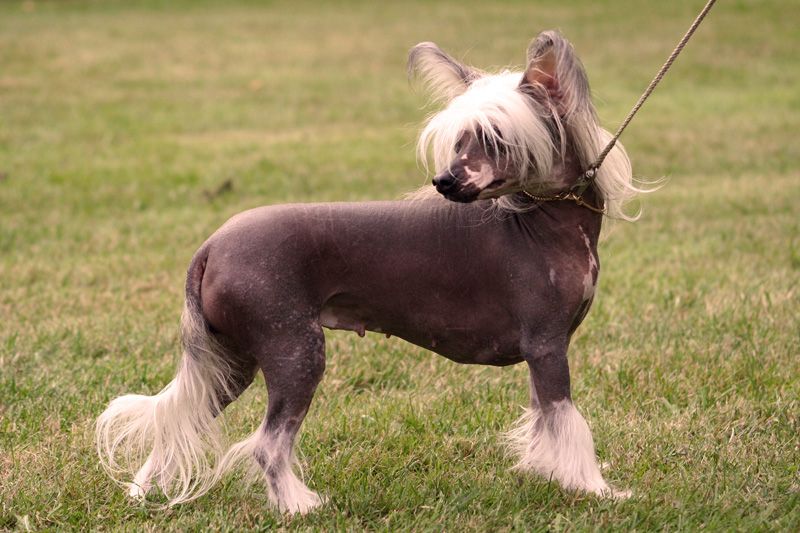 Lohamras Sweet Taste Of Peach