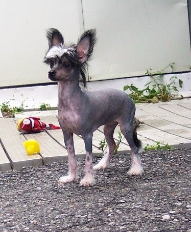 Famous and Celeste Hl