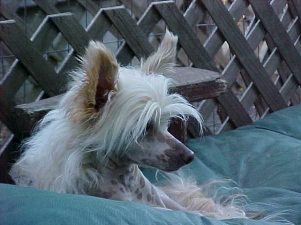 Sunwinds Tangerine Dream At Prajna