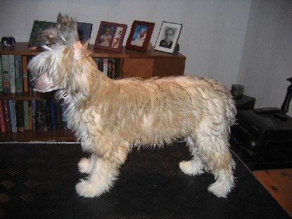 Koirakerman Denso Dooris