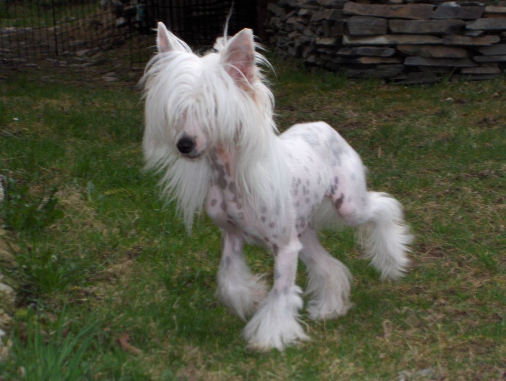 Wocket's Celebrate Good Times