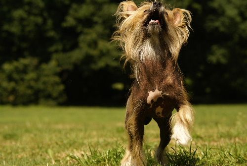 Sasquehanna Zloty Potok