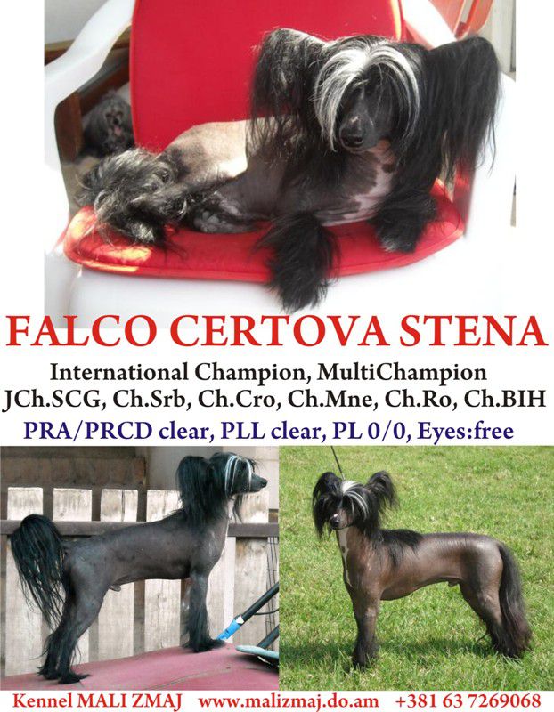 Falco Certova Stena