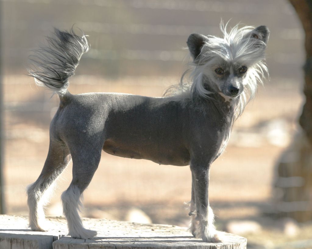 Krishna-Tamarlane Picture Image