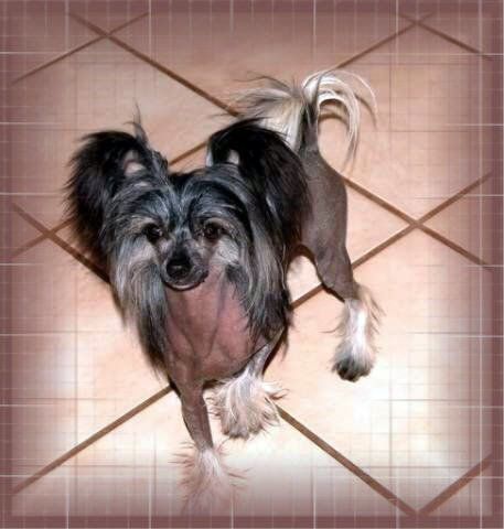 Krishna Energizer Bunny at Shomar