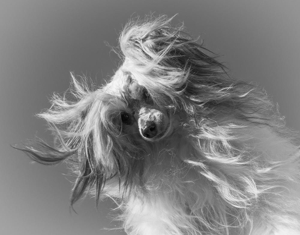 Percy vom Höllgrund