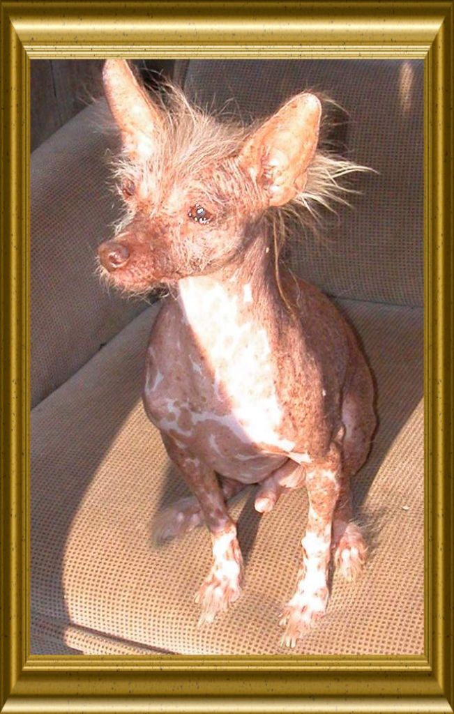 Anatol vom Höllgrund