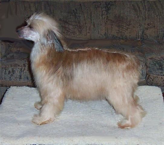 Mstical Reflection's Psyche