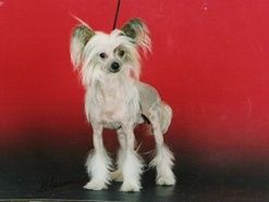 Dla Sasquehanna Basta