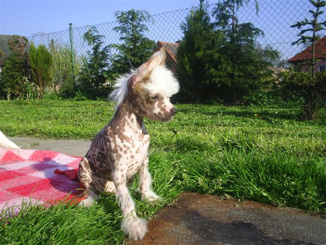 Heysse Chrustowianki