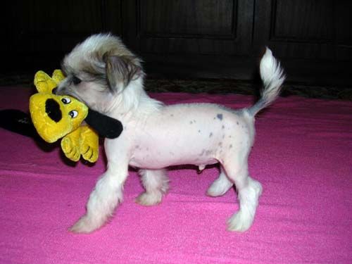 Sleek Slim Pet-Baby Star