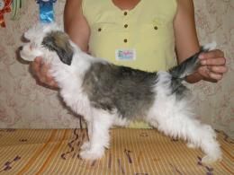 Favoritka Iz Gavaona