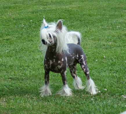 Beau et Mien ( dit Gitan ) de la Vierge Dorée