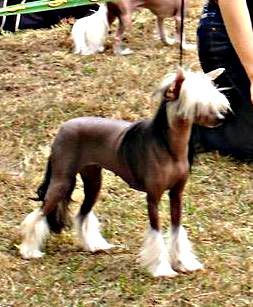 Rouber Balt Kasandra-Li