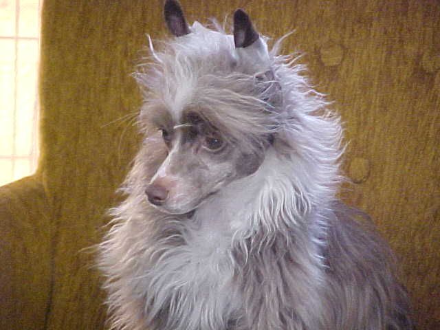 Doucai Chocolate Au Latte