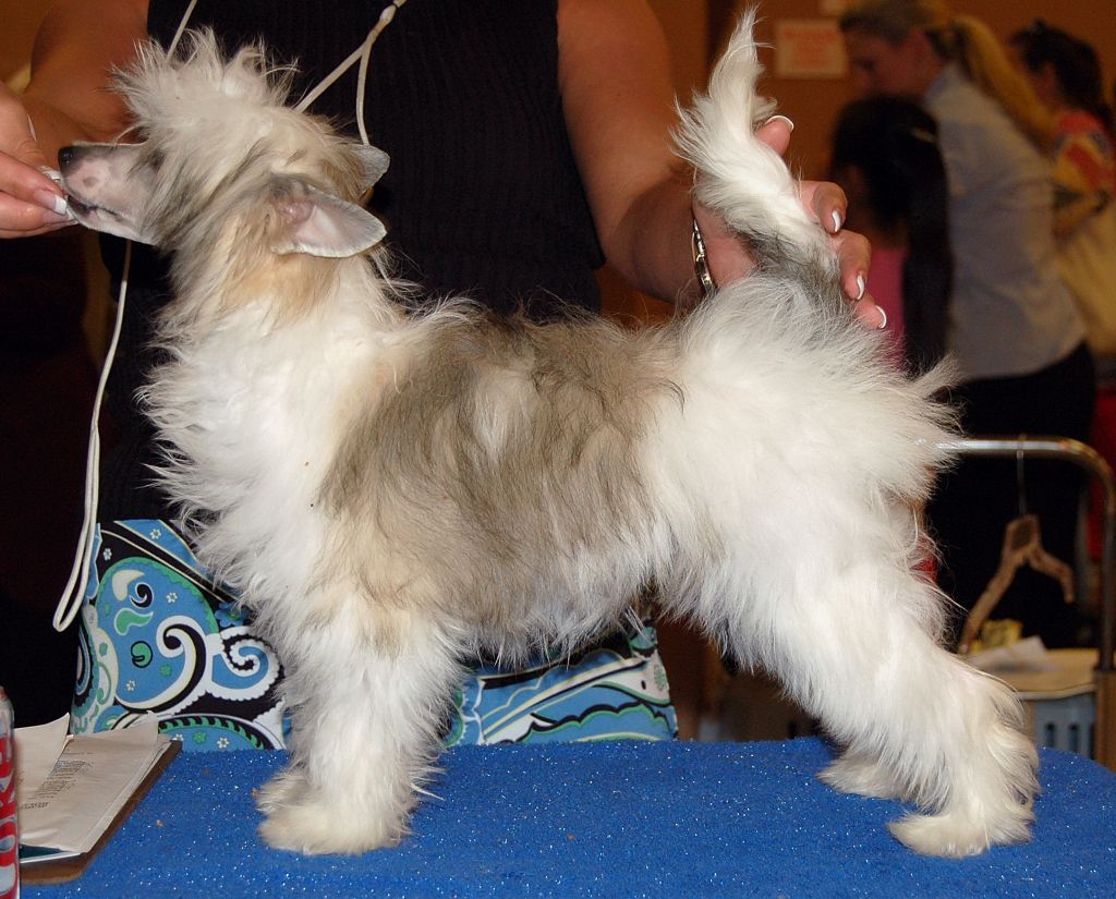 Crestyle Texas Etape Deux PP