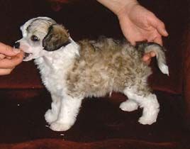 Proud Pony Highlight