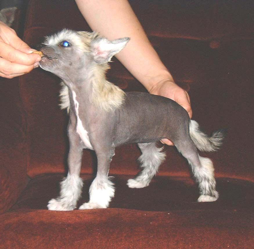 Proud Pony Glamour Girl