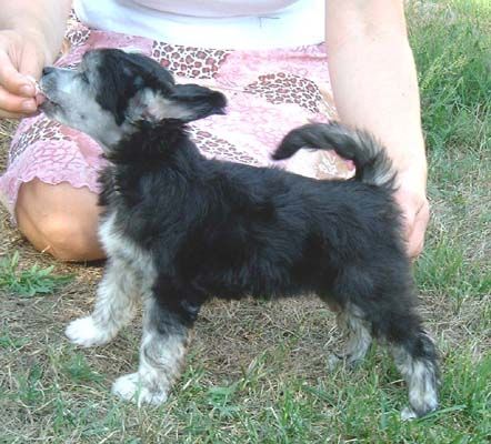 Proud Pony Fragancia