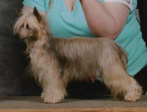 Nava's Moonbean Lucky