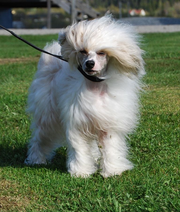 Trønderpia's Golden Chance