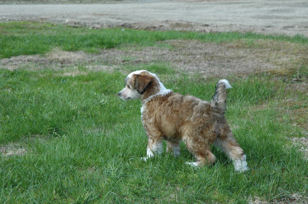 Trønderpia's Gentleman