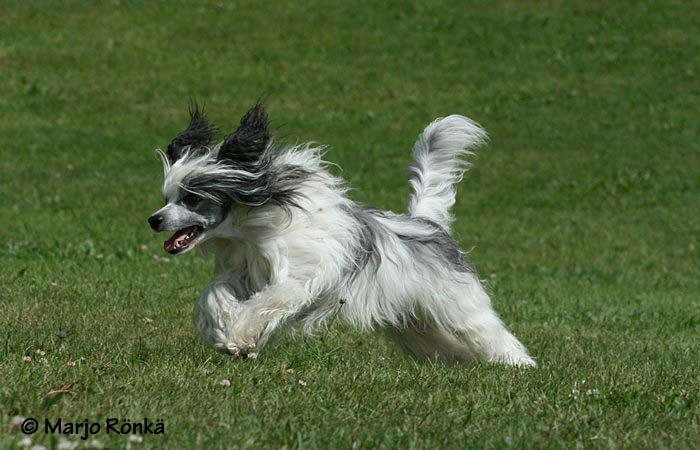 Chinetta's Crackle Esprit